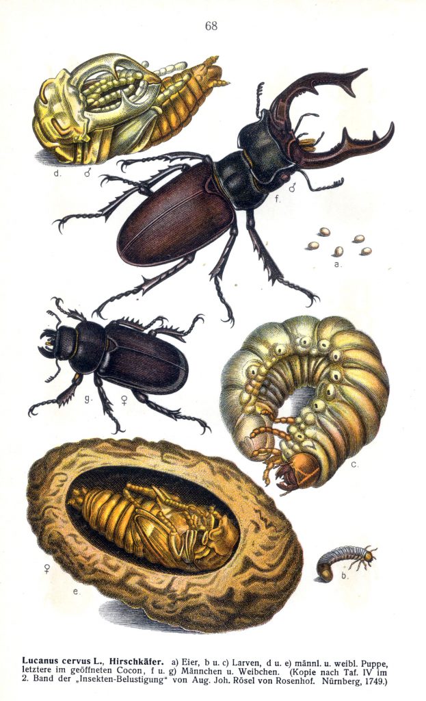 Lucanus cervus L. = Lucanus cervus (Linnaeus, 1758) (a: eggs, b: hatchling larva, c: larva before pupation, d: male pupa, e: female pupa in earth hollow, f: adult male, dorsolateral view, g: adult female, dorsolateral view). Fauna Germanica: Die Käfer des deutschen Reiches (vol. II, pl. 68).